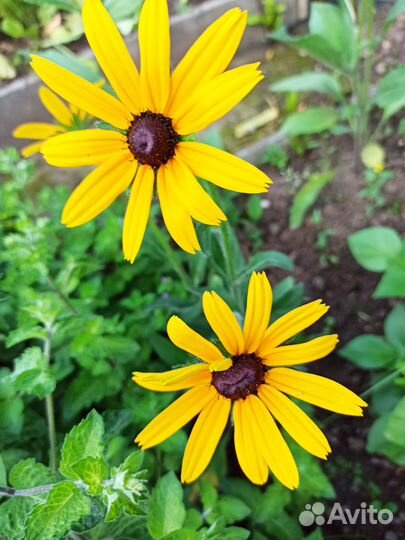 Рудбекия - цветы