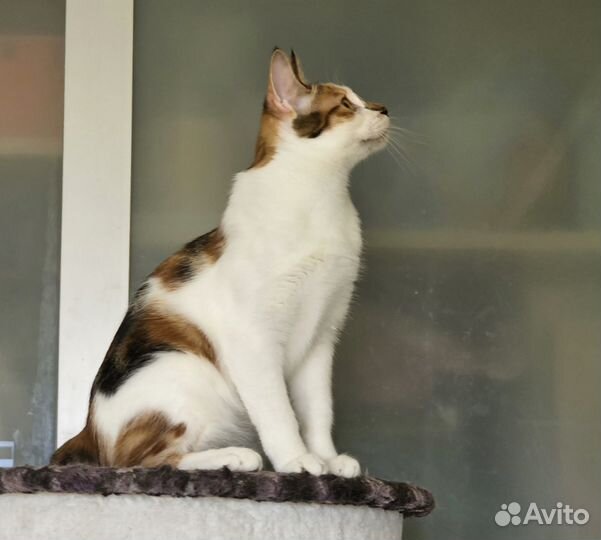 Уникальный курильский бобтейл. Манеки-нэко