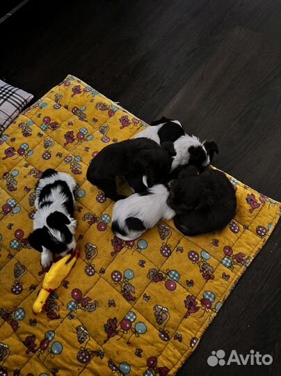 Бивер йорк биро девочка