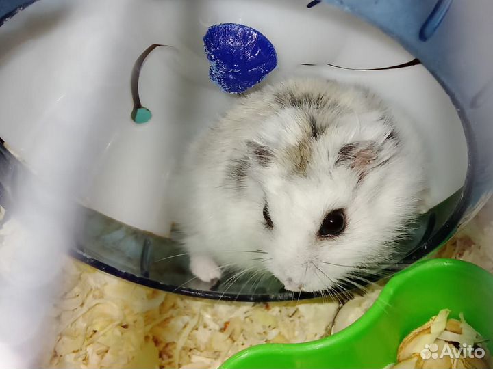 Джунгарский хомяк с клеткой