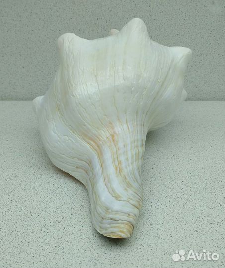 Плеуроплока 19,9 морская ракушка раковина