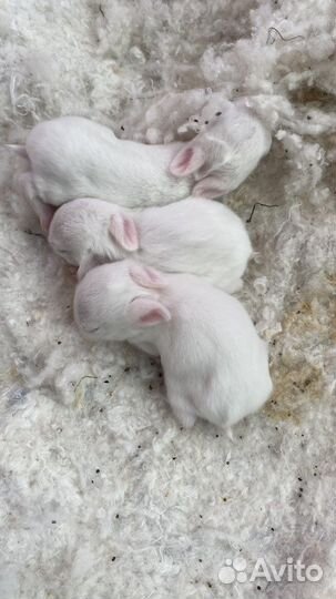 Бронь. Декоративные карликовые крольчата гермелины