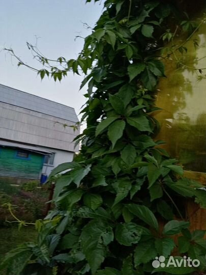 Саженцы девичий виноград