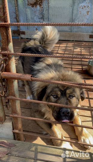 Собака алабай