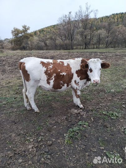 Быки и телки