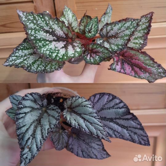 Комнатные растения