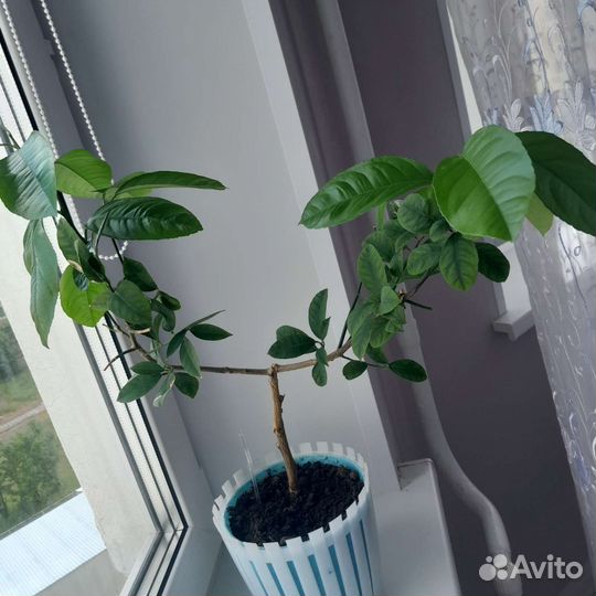 Лаврушка(черенки),лимон привитый