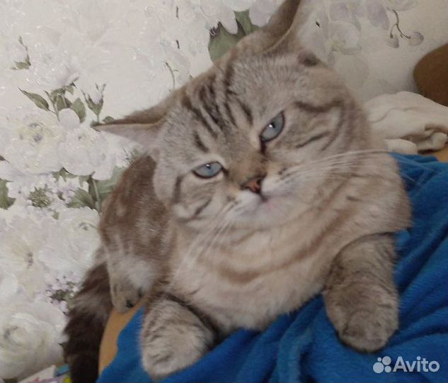 Очаровательный шотландец вязка