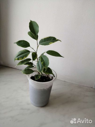 Фикус бенджамина