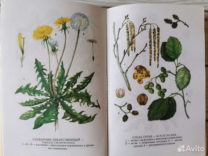 Иллюстрации лекарственных растений в книге