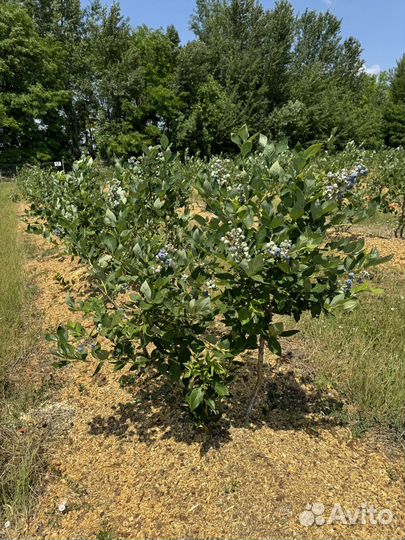 Фермерское хозяйство, растениеводство