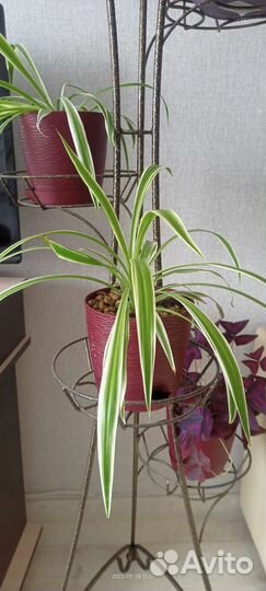 Сингониум, хлорофитум