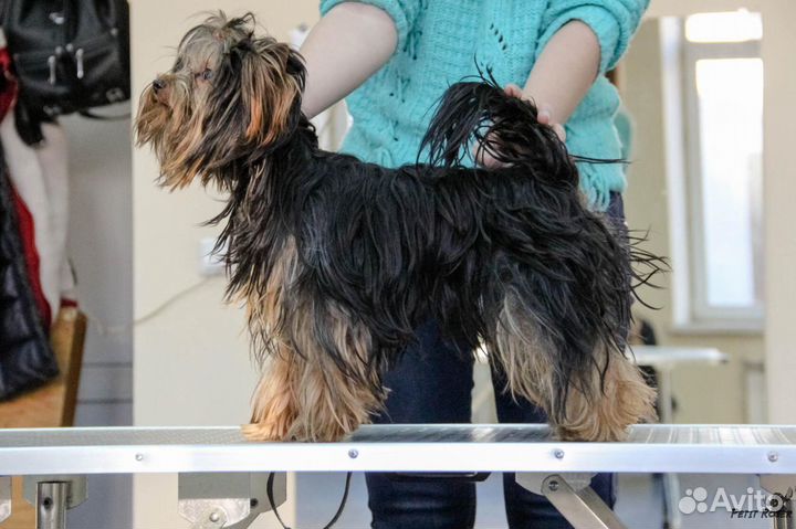 Хендлер, кинолог, курсы послушания, дрессировка