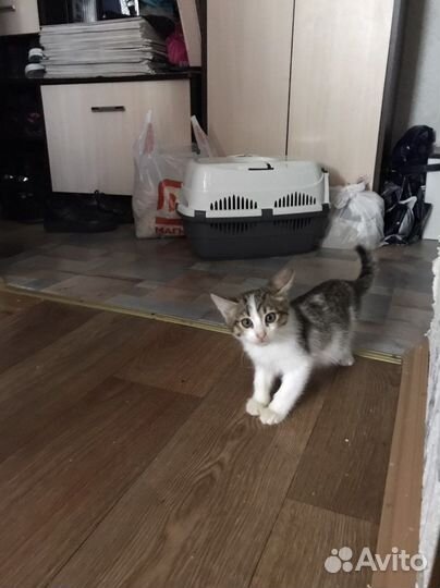 Котёнок бесплатно