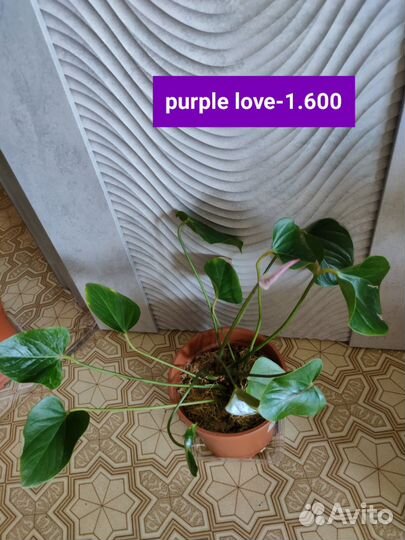 Антуриум, спатифиллум, Замиокулькас