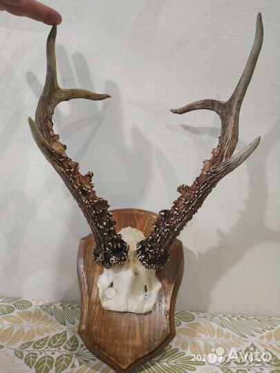 Рога косули