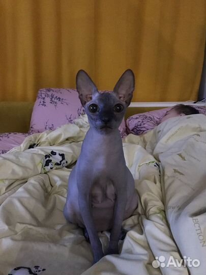 Котята канадский сфинкс