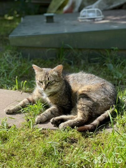 Чудесная кошка ищет дом