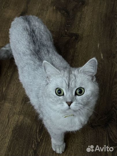 Передержка кошек