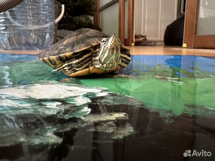 Красноухая черепаха (фильтр, оборудование + корм)