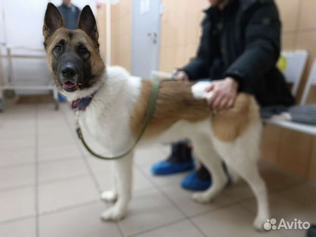 Молодая собака в добрые руки, пропадает в приюте