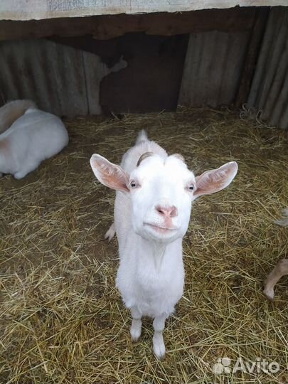 Козочки 14 месяцев