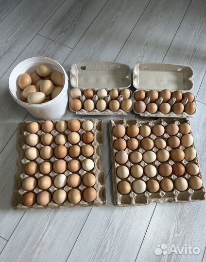 Домашние куриные яйца