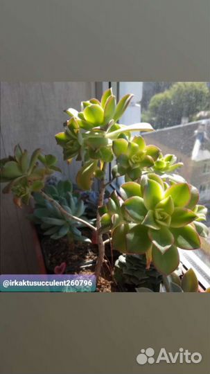 Aeonium Kiwi, Cereus