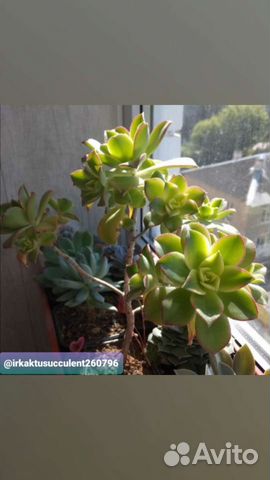 Aeonium Kiwi, Cereus