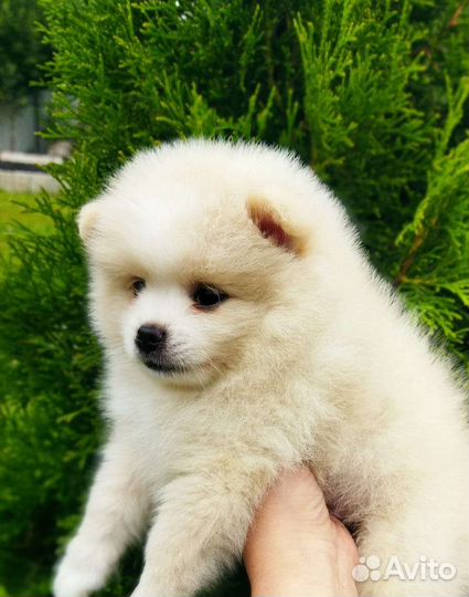 Щенки шпица