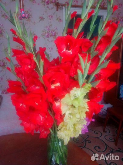 Гладиолусы, дельфиниумы, гейхера