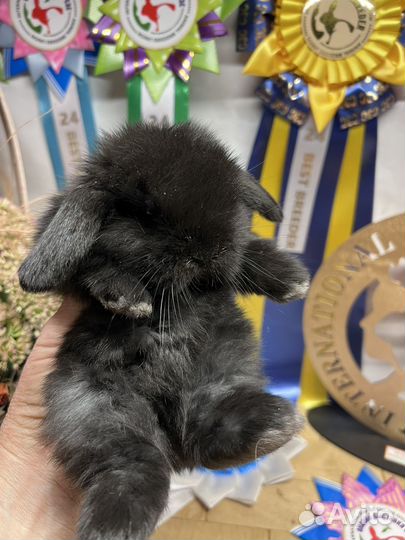 Чистопородные минилопы