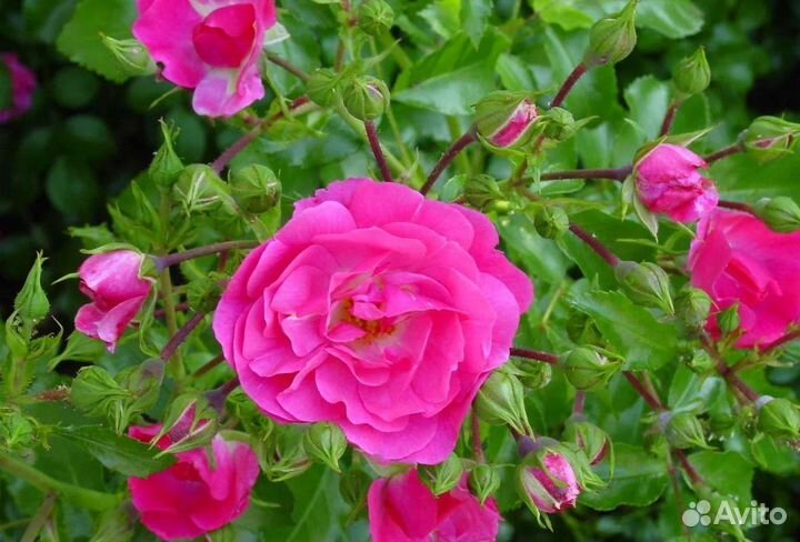 Кустовая роза