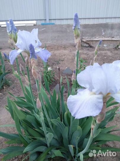 Ирисы сортовые