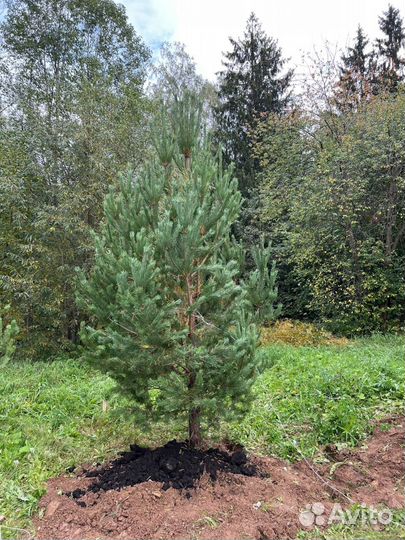 Сосна 2,5 метра