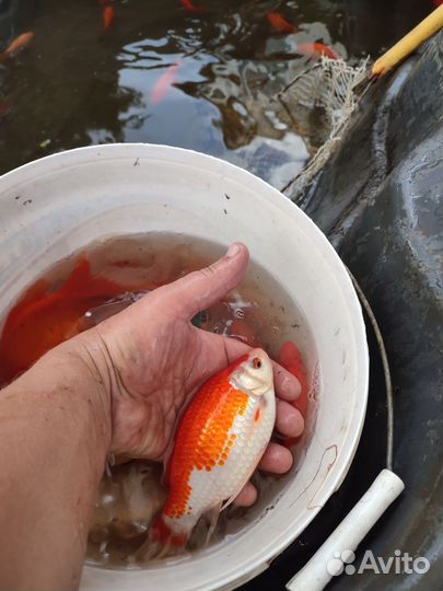 Рыбки для пруда