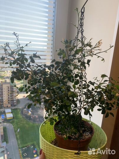 Мурайя мин-а-мин взрослое растение