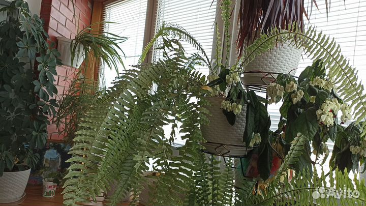 Папоротник комнатный, 4 штуки