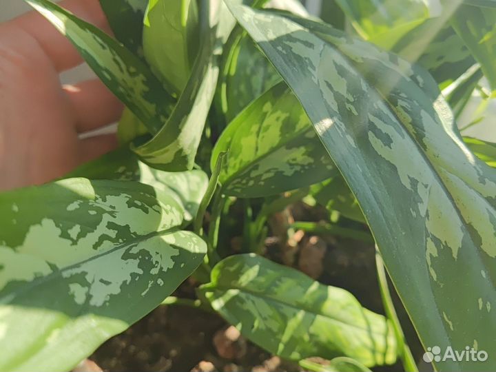 Комнатные растения