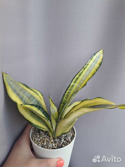 Сансевиерия асахи