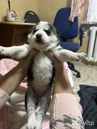 Щенки сибирской хаски девочка