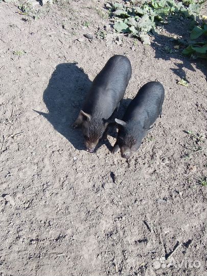 Вьетнамск вислобрюхий поросенок