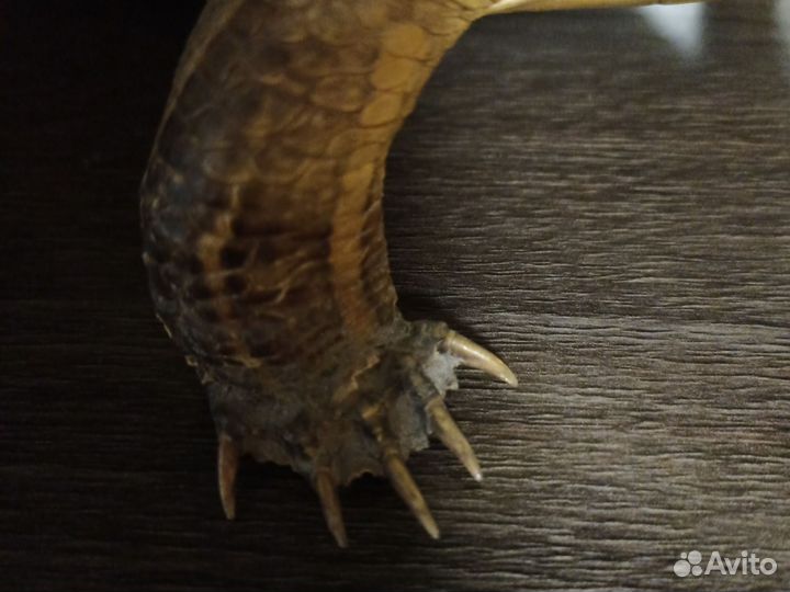 Чучело черепахи