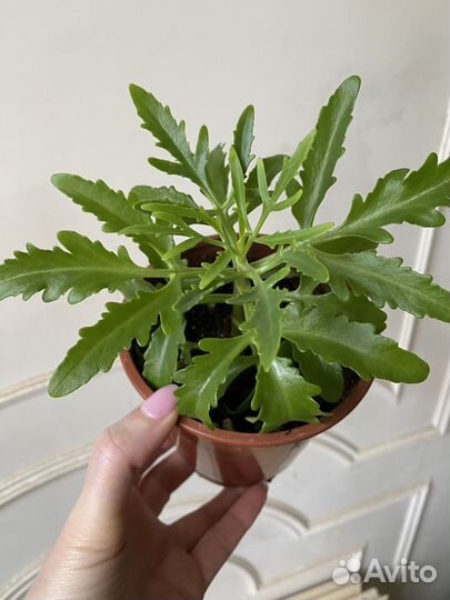 Комнатные растения цветы