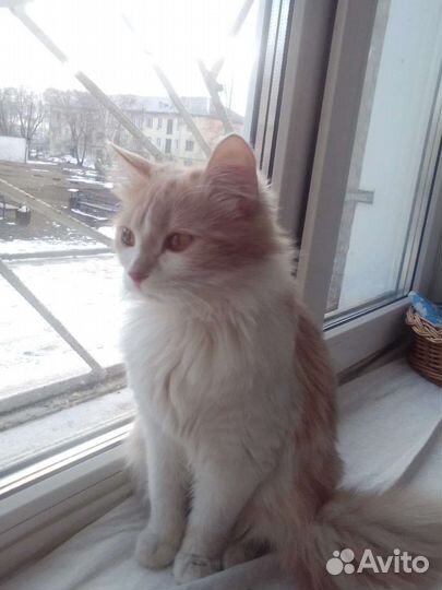Котик кастрат