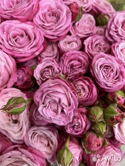 Розы пионовидные