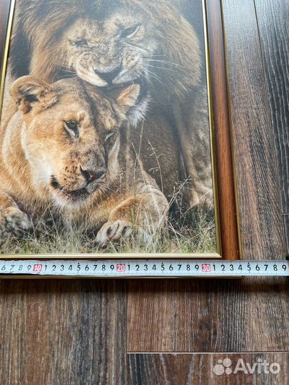 Фотокартина со львами 34х50 см