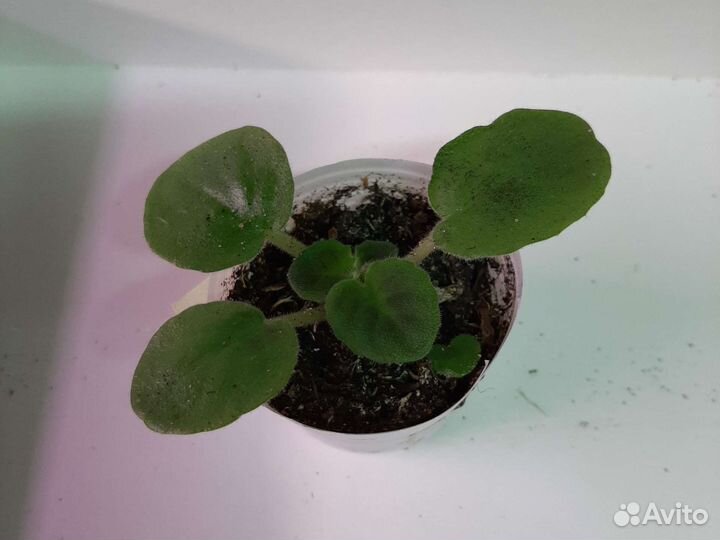 Фиалки сортовые