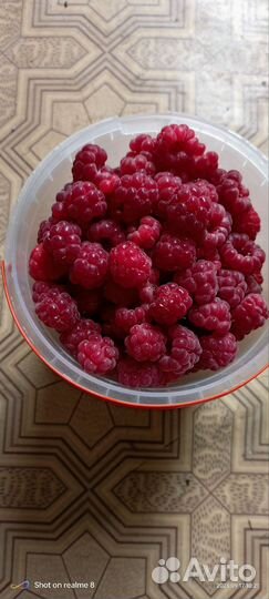 Саженцы ремонтантной малины