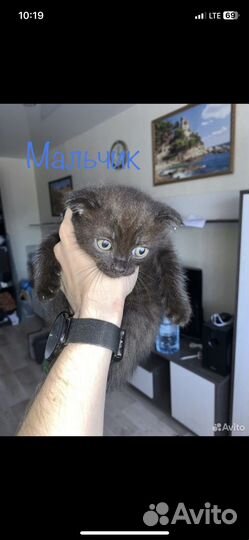 Шотландская